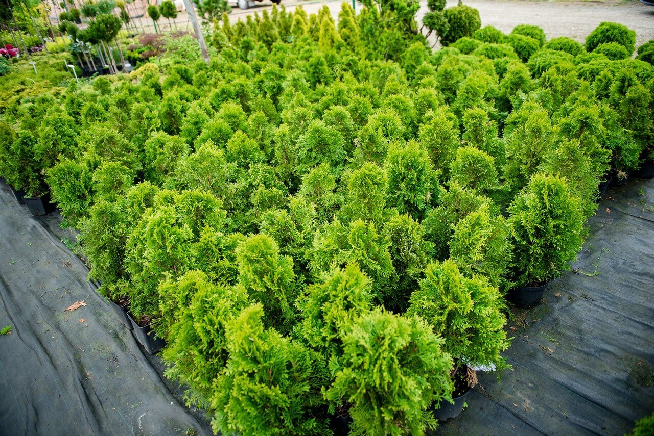 Zdjecie szkółki Begonia